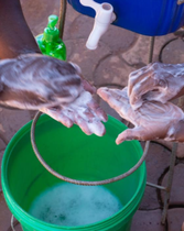 A Germ’s Journey Supplemental Materials